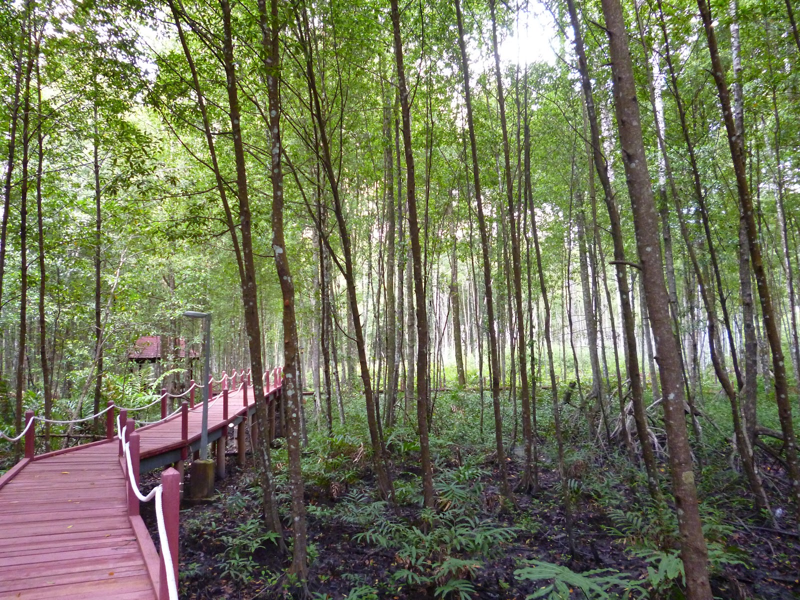 Hutan Paya Air Masin